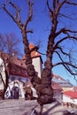 Tallinn Upper Town and an old tree on the viewing platform, Tallinn, Estonia
